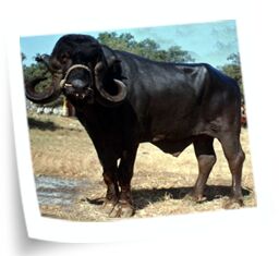 Jaffarabadi Buffalo, For Dairy Use, Style : Alive