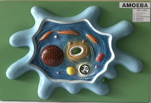 Amoeba Fibre Model, For Laboratory, Size : 10X15 Inches