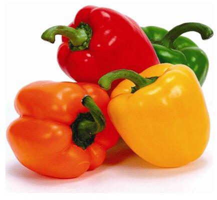 Fresh Capsicum, Shelf Life : 3-5days