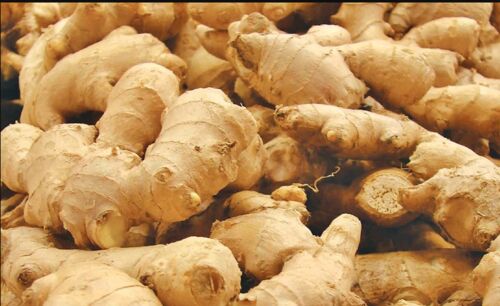 Organic Fresh Ginger, For Cooking, Color : Light Brown