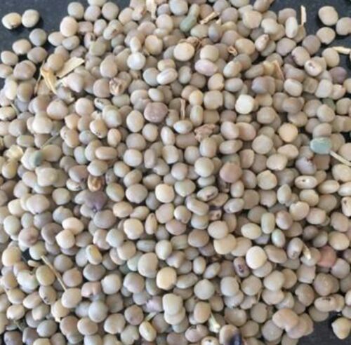 Natural Guar Seeds, For Agriculture, Cooking, Medicinal, Style : Dried