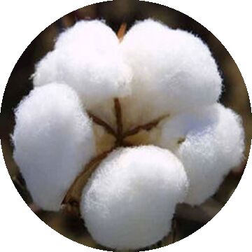 Raw Cotton