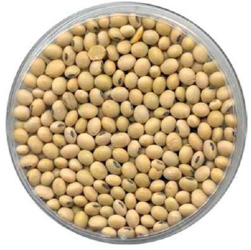 Natural Soybean Seeds, For Agriculture, Packaging Type : Vacuum Pack