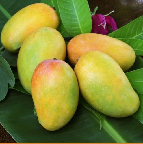 Natural Kesar Mango, For Food Medicine, Packaging Type : Plastic Box, Jute Bag