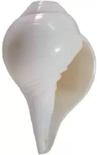 Vamavarti Blowing Shankh Sea Shell Original, For Pooja