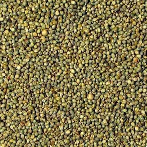 Green Organic Common Rajasthan Bajra Seeds, For Cooking, Cattle Feed, Style : Dried