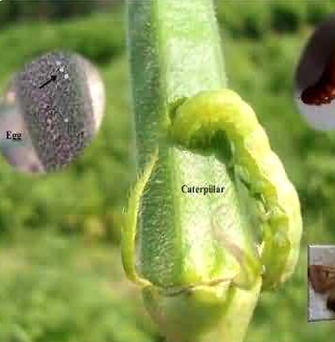 Borgun Organic Larvicide