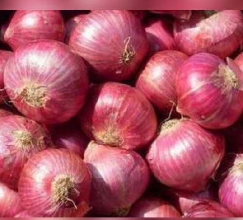 Onion
