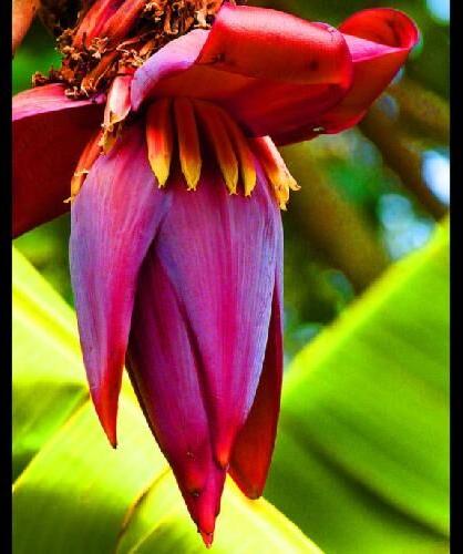 Banana Flower