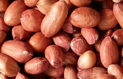 Peanut, Number Of Flower : Groundnut Seed