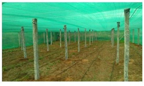 HDPE Plastic Agro Shade Net, Color : Green