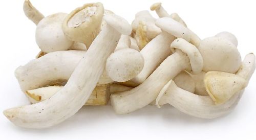 Fresh Milky Mushroom