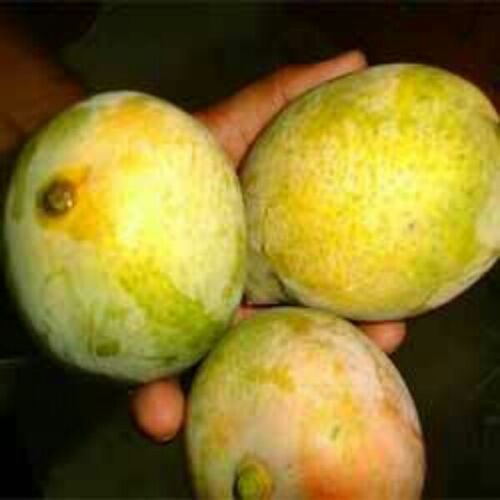 Organic Fresh Mango,fresh Mango