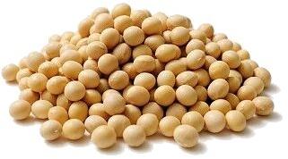 Soybean Seeds