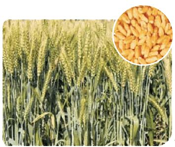 WH-1105 Wheat Seeds, For Beverage, Flour, Food, Etc