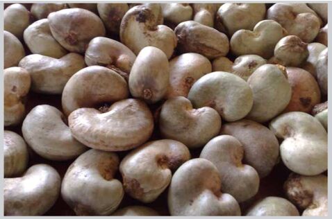 Raw Cashew Nuts, Cultivation Type : Common