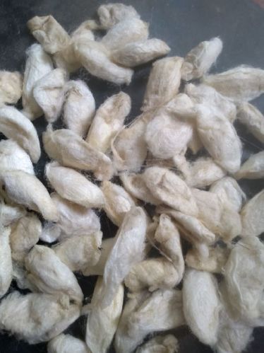 White Eri Silk Cocoons, For Hand Spinning, Packaging Size : 25-50 Kg