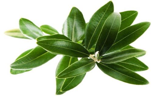 Olive Leaf Extract Hydroxy-tyrosol 20%, Brand Name : NKT