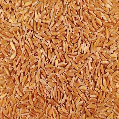 Common Organic Wheat, Color : Yellow
