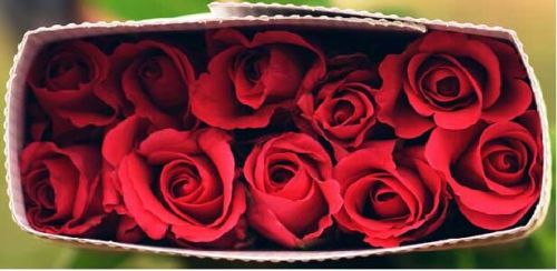 Fresh Red Roses