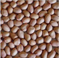 Groundnuts Kernels
