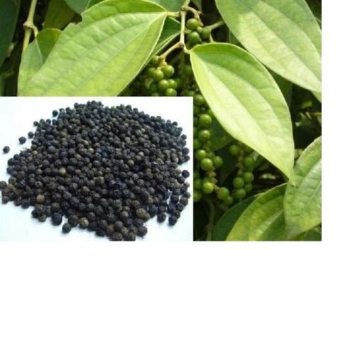 Natural Black Pepper Plant, For Garden, Purity : 100%