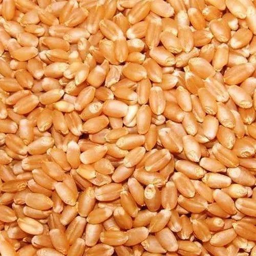 Organic Wheat Seed, For Roti, Feature : Purity, Natural Taste