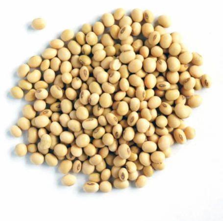 Organic Soyabean, Packaging Type : PP Bags