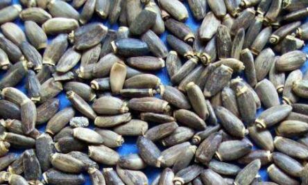 Milk Thistle Extract, Brand Name : HUIR/Huir, Form : Powder