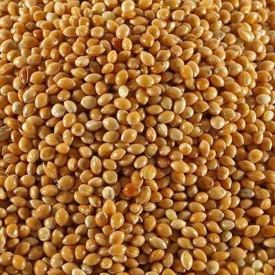100% Natural Color Bulk Red Grain Sorghum For Sale