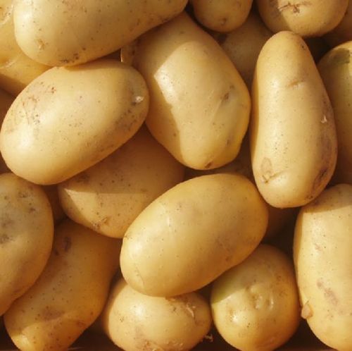 New Crop Fresh Potato With Lowest Price