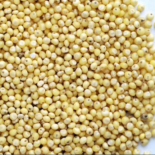 Organic Yellow Millet Seeds, Packaging Size : 25kg, 50kg 12%, 14%