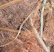 Birch- Copper Wire, Color : Brown