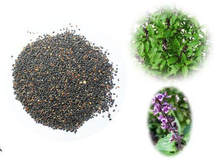 Krishna Basil Tulsi Seeds, Packaging Type : 500 Kilogram