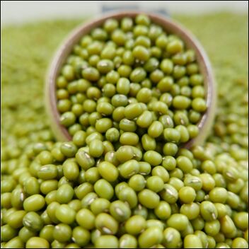 Green Mung Bean, Packaging Type : Standard Packing