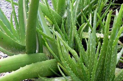 Organic Aloe Vera Leaves, For Body Lotion, Cream, Making Shampoo, Gel, Pickles, Feature : Easy To Grow