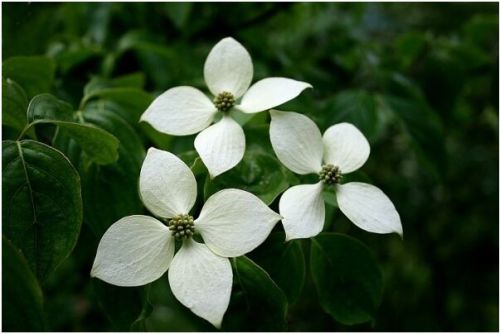 Cornus Kousa Chinensis Seeds, Brand Name : Rarexoticseeds