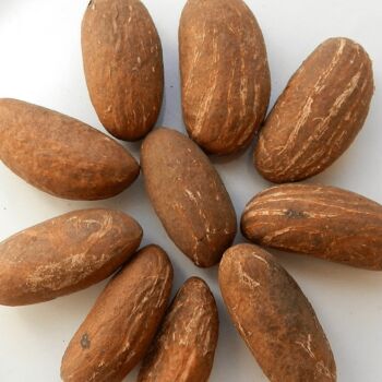 Garcinia Kola,bitter Kola,raw Bitter Kola For Sale