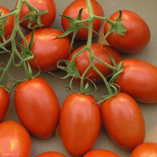 Red Organic Fresh Tomato, For Cooking, Shelf Life : 3-7days