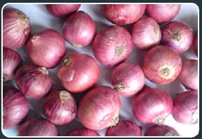 Round Organic Small Nashik Onion, For Cooking, Style : Natural