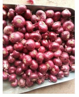 Round Organic Small Rose Onion, For Cooking, Style : Natural