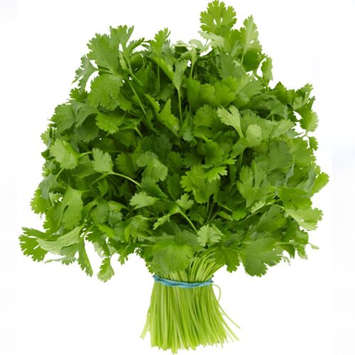 Fresh Coriander Leaves