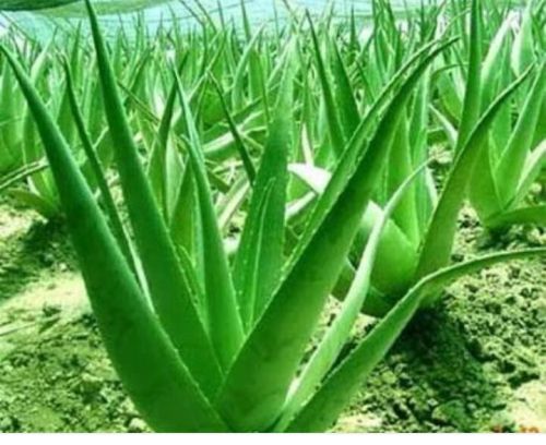 Organic Aloe Vera Leaves, For Skin Products, Medicinal