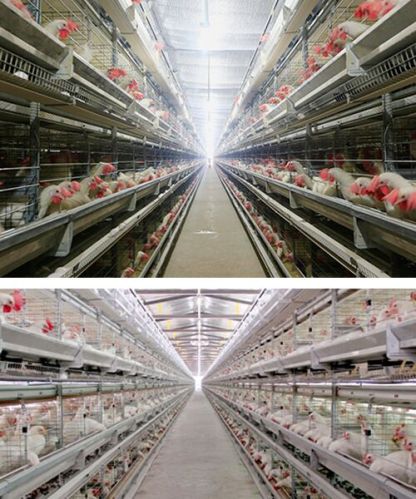 Battery Cage