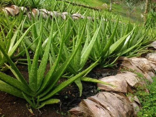 Organic Aloevera Plant, Color : Green