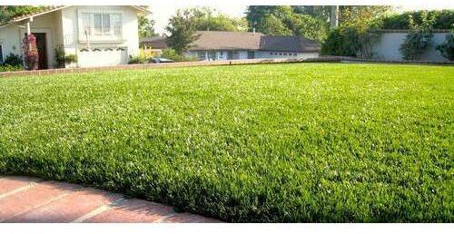 Nylon Artificial Grass, Color : Green