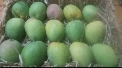 Organic Half Ripe Mango, For Food Medicine, Human Consumption, Packaging Size : 20kg