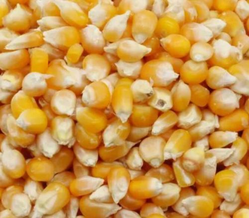 Yellow Maize, For Animal Food, Cattle Feed, Human Food, Making Popcorn, Style : Dried, Fresh