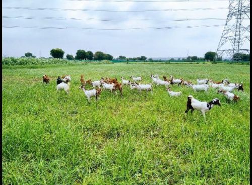 Goat Farming Services