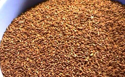 Neem Kernel for Preparation OF Pesticides, Insecticides